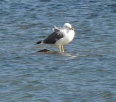 Larus michahellis