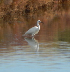Egretta garzetta