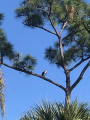 Pandion haliaetus
