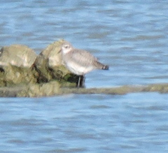 Pluvialis squatarola