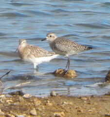 Pluvialis squatarola