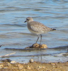 Pluvialis squatarola