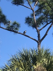 Pandion haliaetus