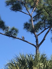 Pandion haliaetus