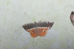 Opisthoxia branickiaria