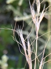 Trisetopsis imberbis