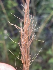 Trisetopsis imberbis