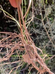 Trisetopsis imberbis