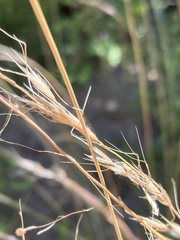 Trisetopsis imberbis