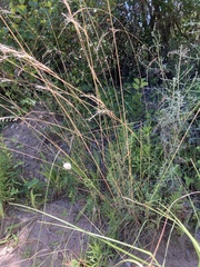 Trisetopsis imberbis