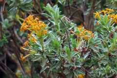 Lasiosiphon meisnerianus