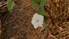 Ipomoea sagittifolia