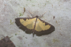 Goniorhynchus hampsoni