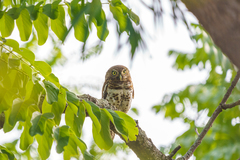 Glaucidium capense