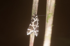 Eucereon consorta