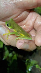 Agalychnis lemur