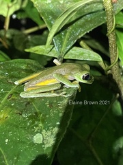 Agalychnis lemur