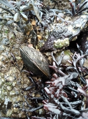 Mytilus edulis