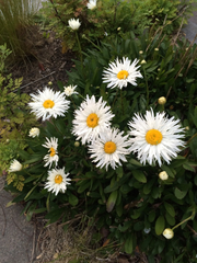 Leucanthemum × superbum