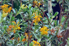 Lasiosiphon meisnerianus