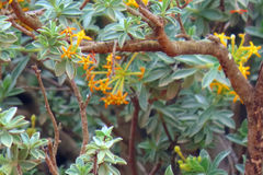 Lasiosiphon meisnerianus