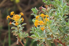 Lasiosiphon meisnerianus