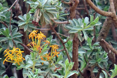 Lasiosiphon meisnerianus