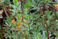 Lasiosiphon meisnerianus