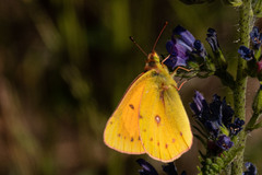 Colias vauthierii