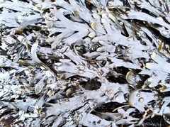 Fucus vesiculosus