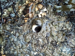 Littorina littorea