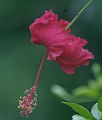 Hibiscus × archeri
