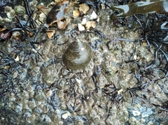 Littorina littorea