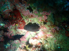 Phallusia fumigata