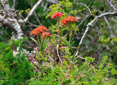 Crassula perfoliata coccinea