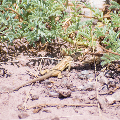 Liolaemus moradoensis