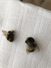 Bombus terrestris