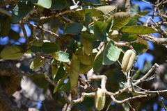 Hymenaea