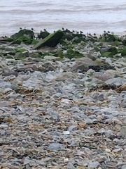 Arenaria interpres