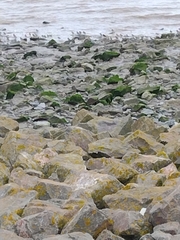 Arenaria interpres