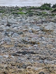 Arenaria interpres