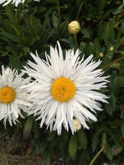 Leucanthemum × superbum