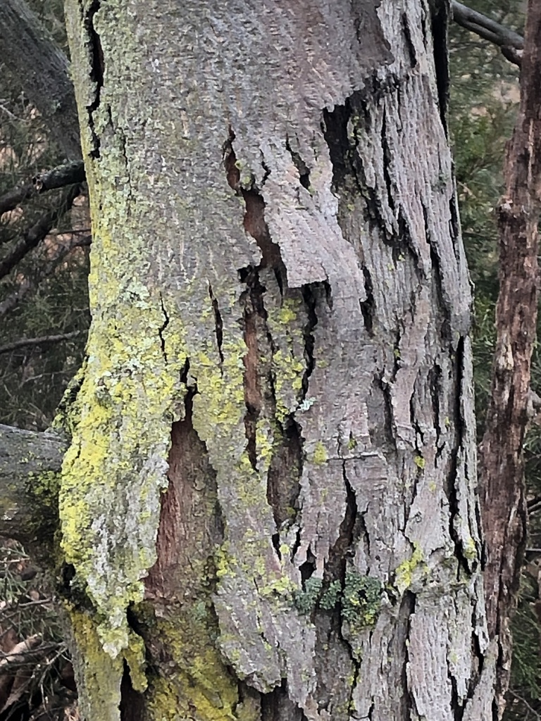 shagbark hickory from Lake Meade Rd, York Springs, PA, US on December ...