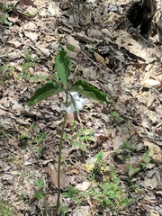 Callipetalon