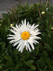 Leucanthemum × superbum