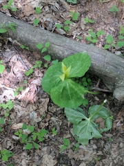 Callipetalon