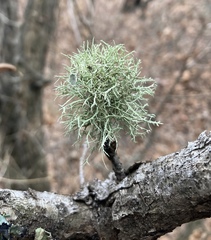 Ramalina willeyi