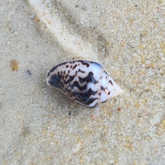 Parametaria epamella