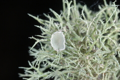 Ramalina willeyi