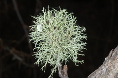 Ramalina willeyi